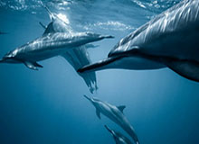 梅西内马尔之后是C罗 卡塔尔全球找顶级陪练对打